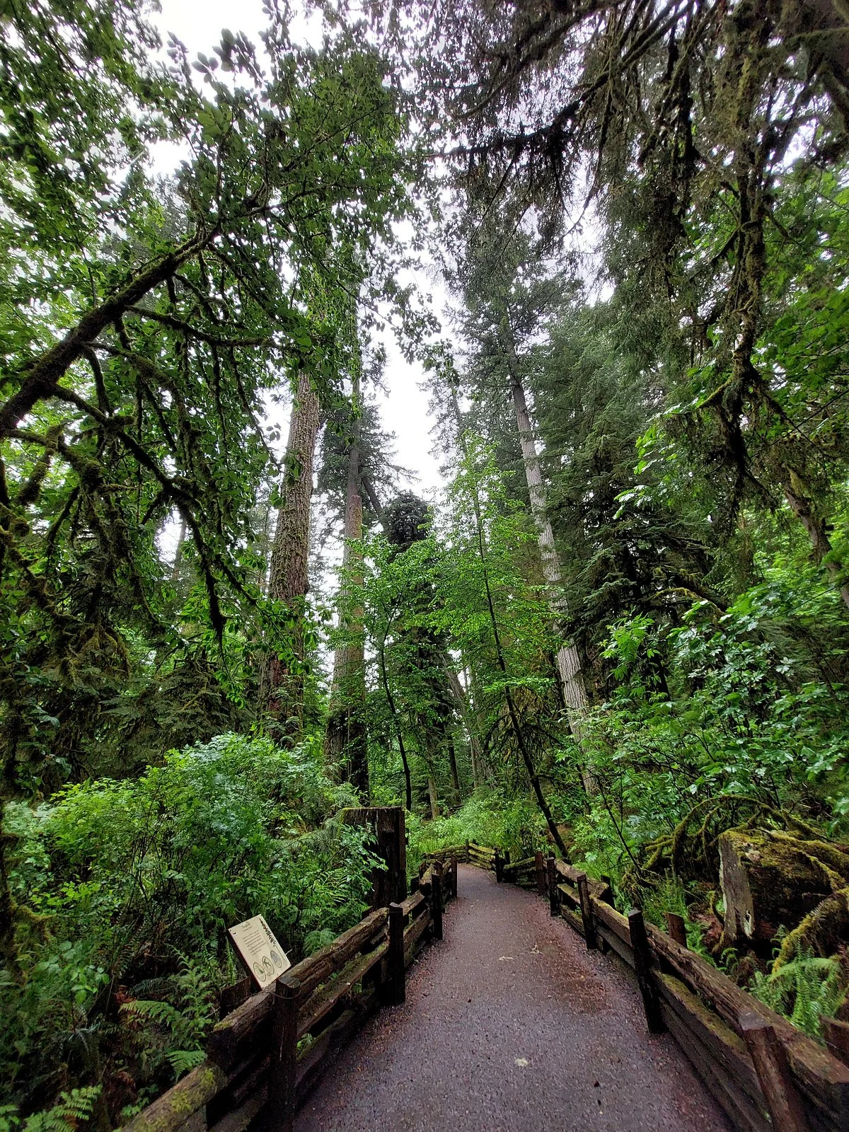Cathedral Grove