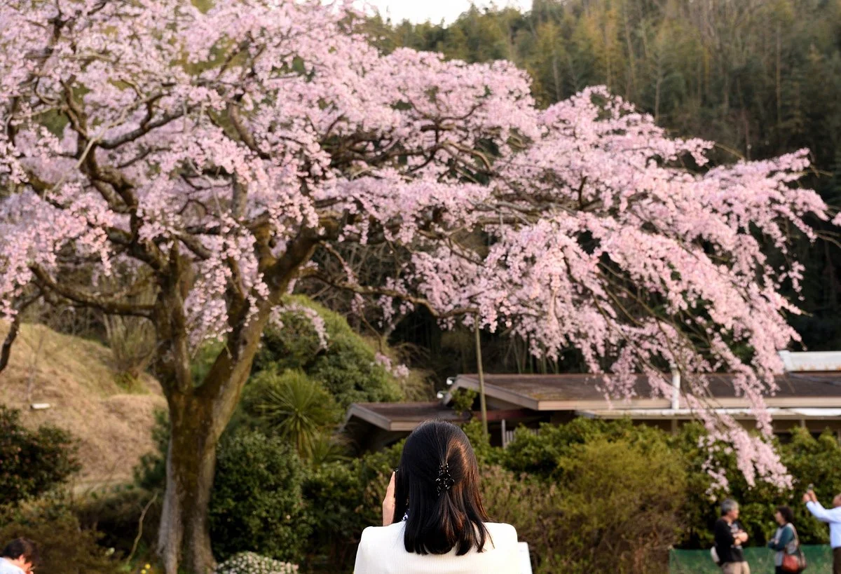 Shidarezakura of Horike
