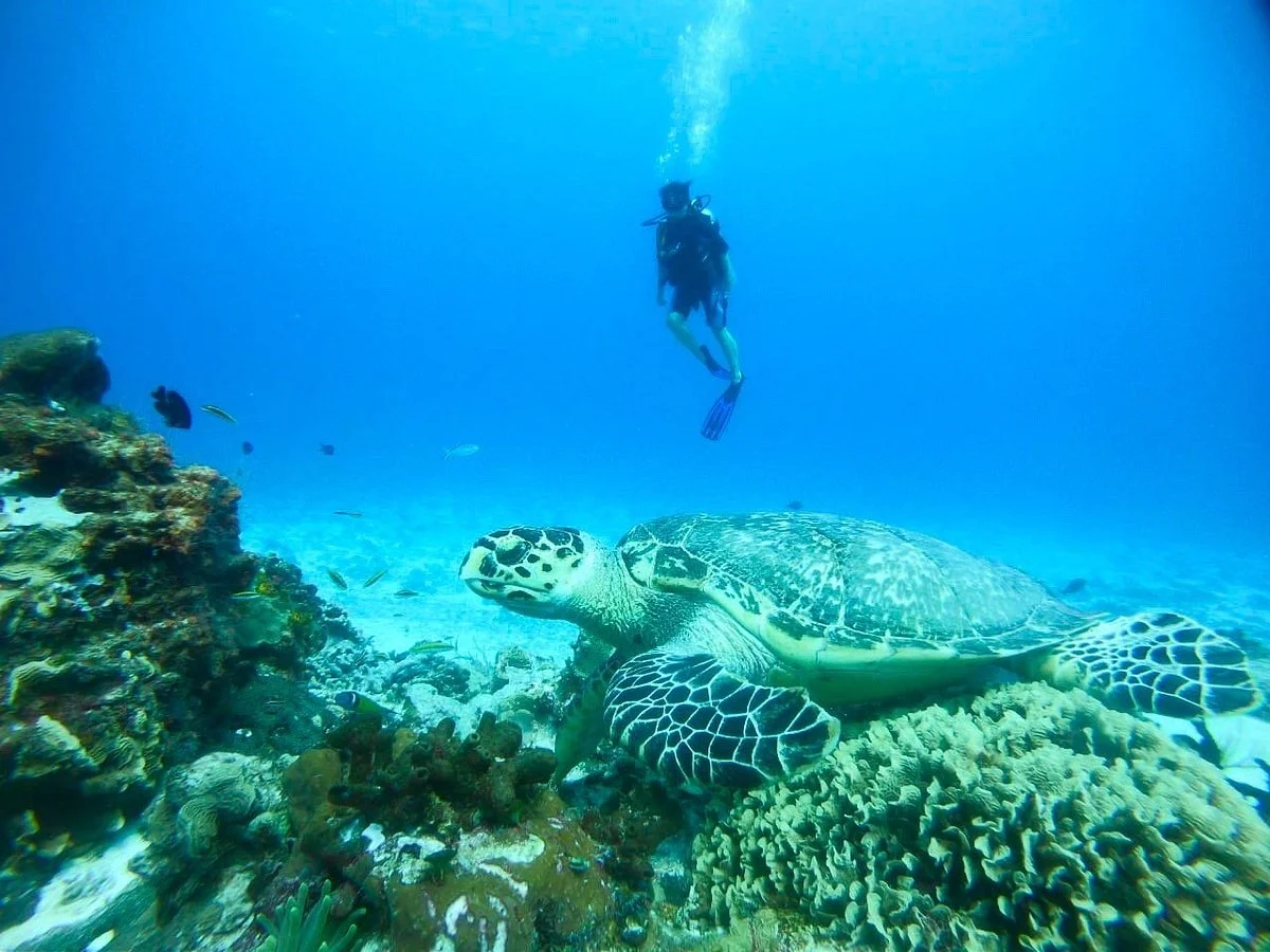 Palancar Reef