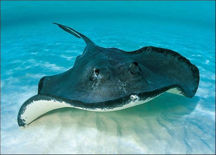 Stingray City Bahamas