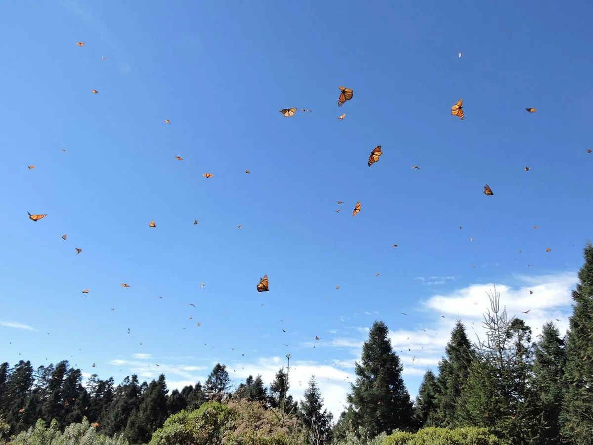 La Reserva de la Biosfera Mariposa Monarca