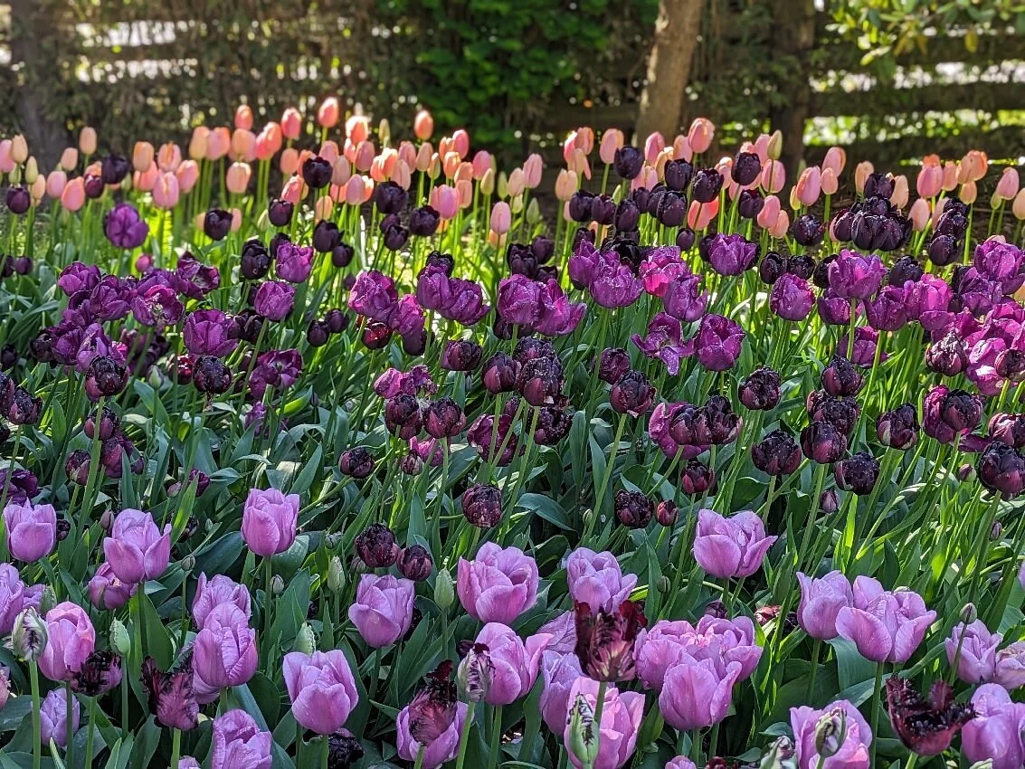Roozengaarde Display Garden