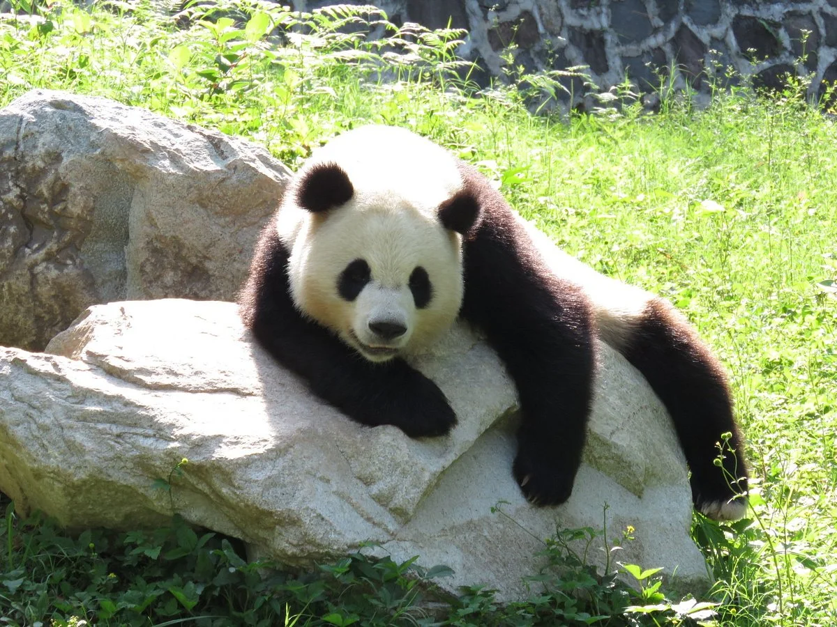 Dujiangyan Panda Base