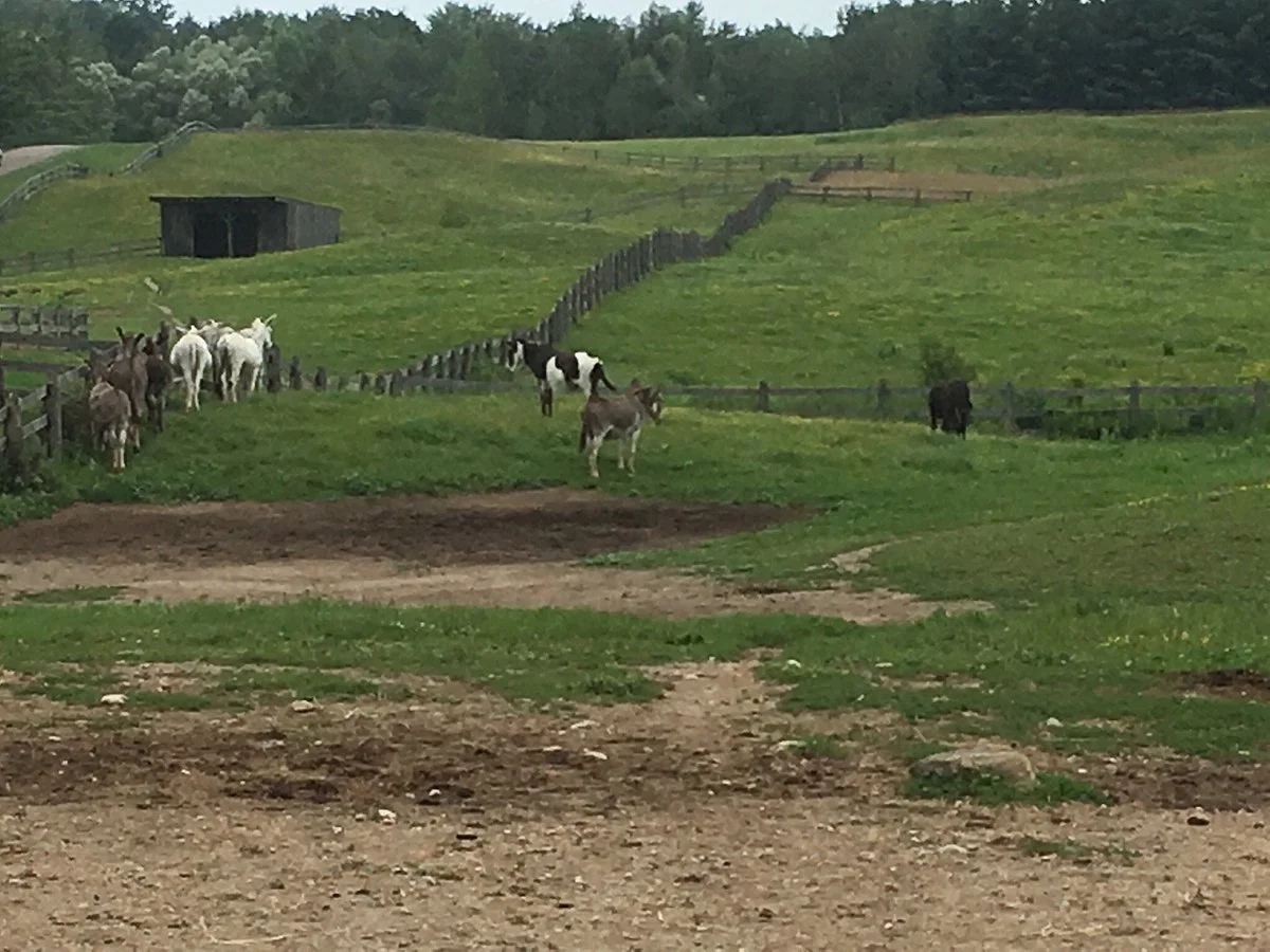 Donkey Sanctuary of Canada