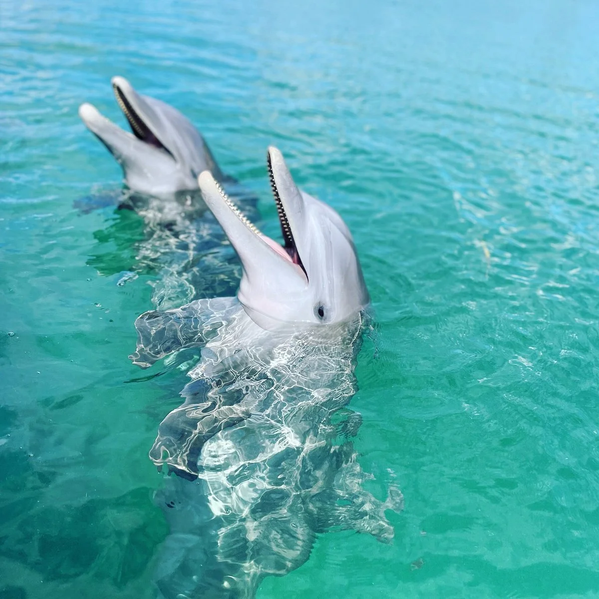 The Dolphin Experience