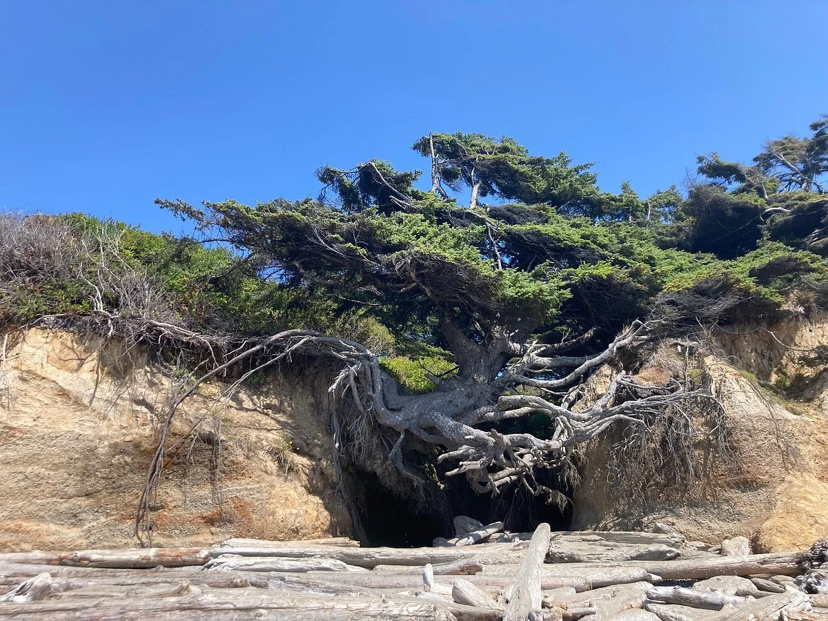 Tree Root Cave