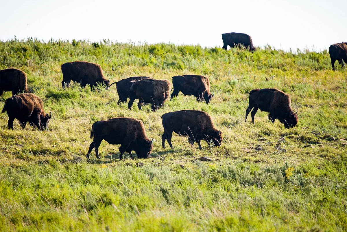 Tallgrass Prairie Preserve