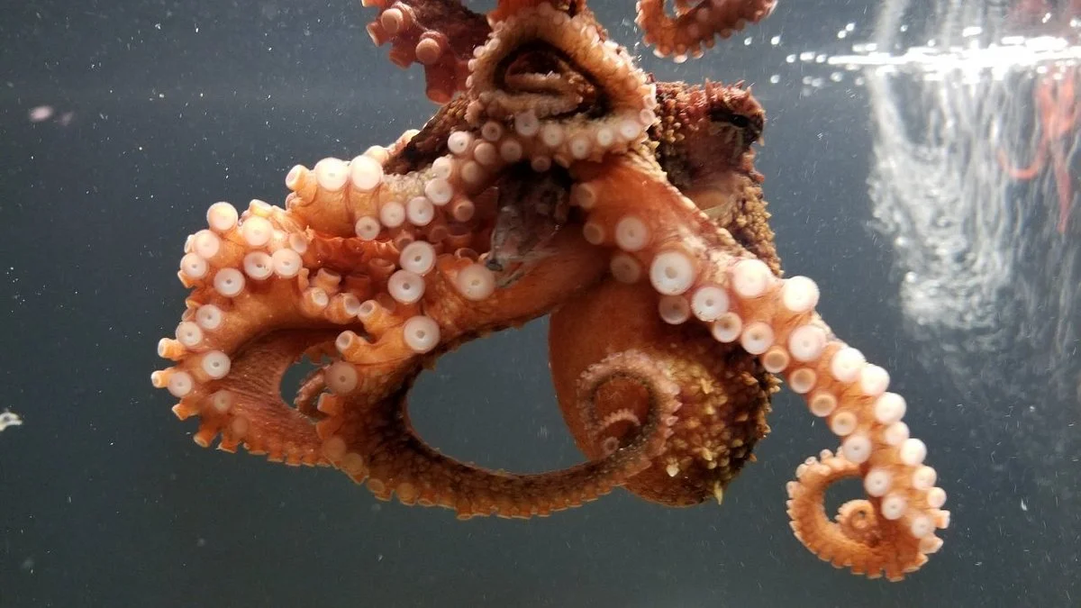 Seaside Aquarium