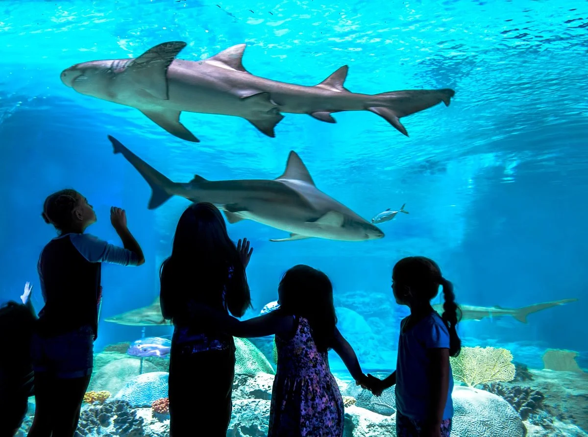 OdySea Aquarium