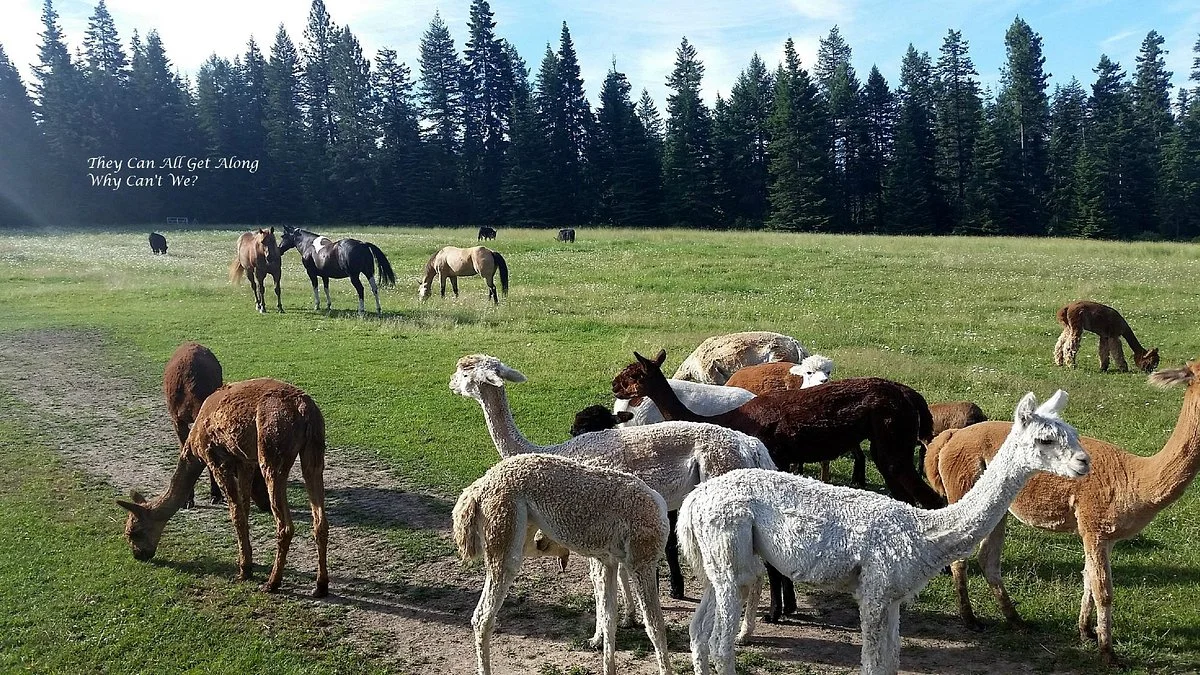 Seven Stars Alpaca Ranch LLC
