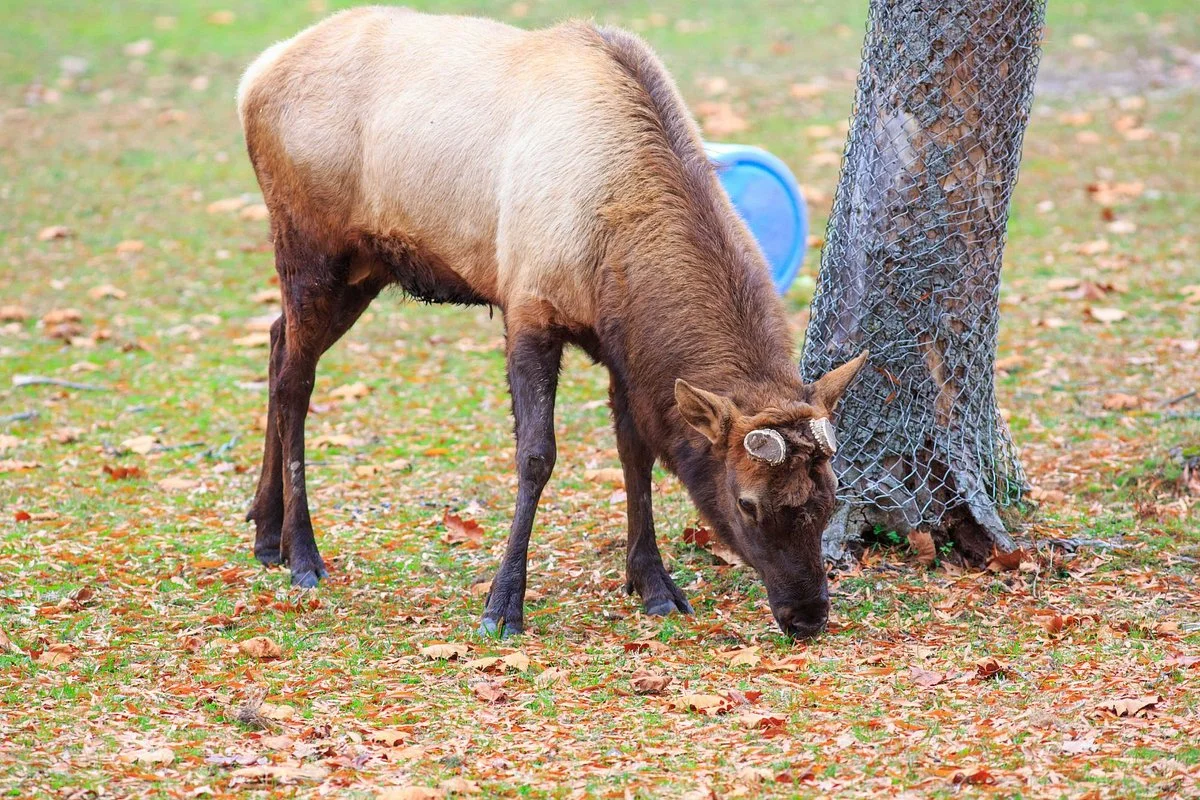 Bergen County Zoological Park