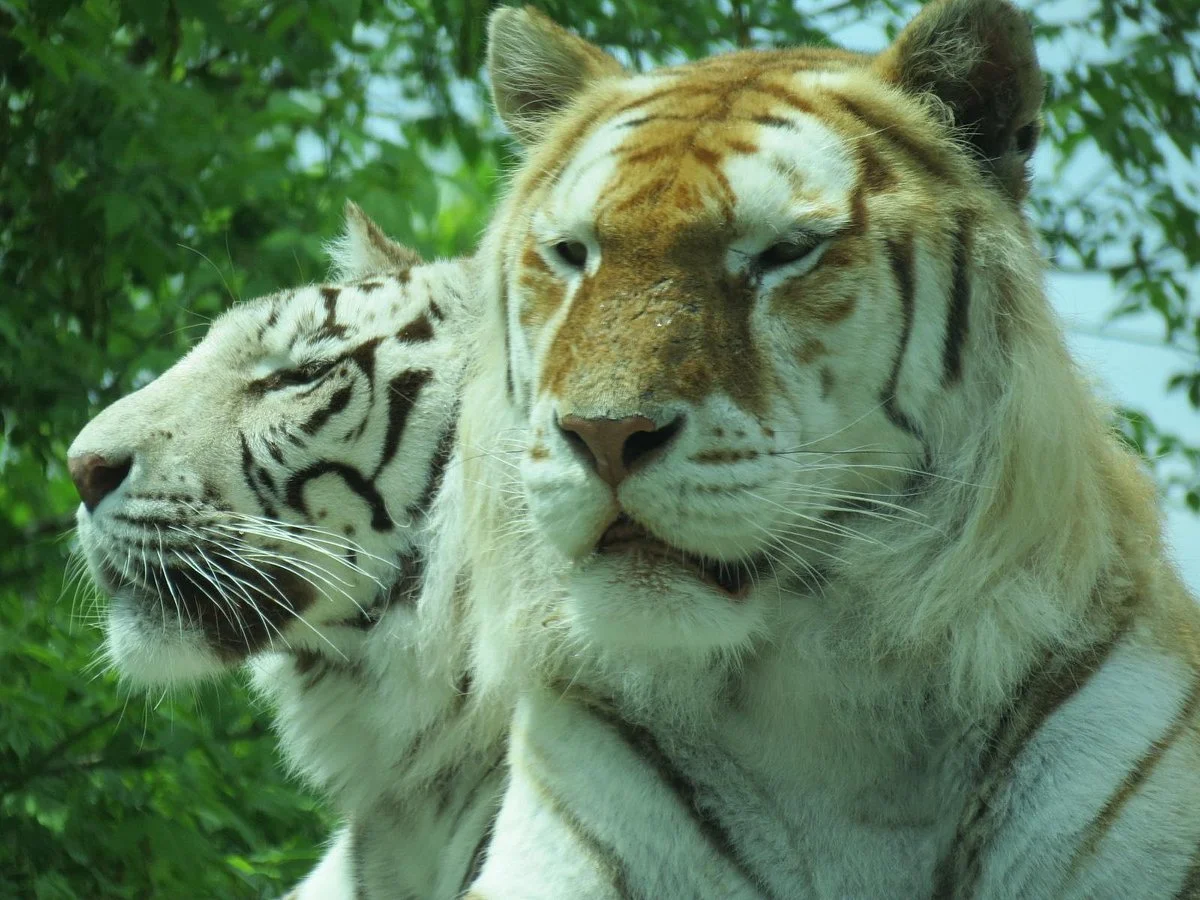 The Dakota Zoo