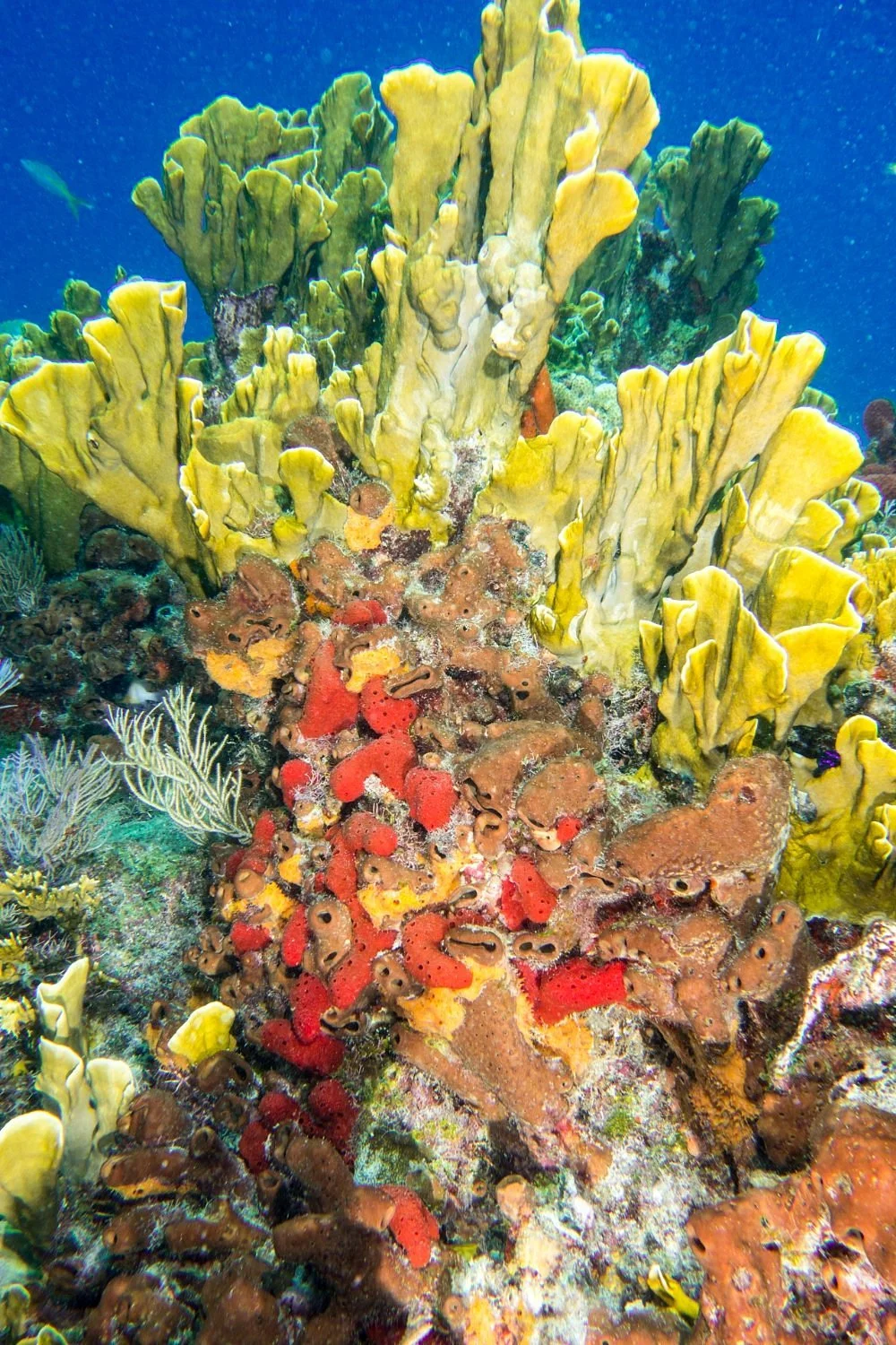 Molasses Reef