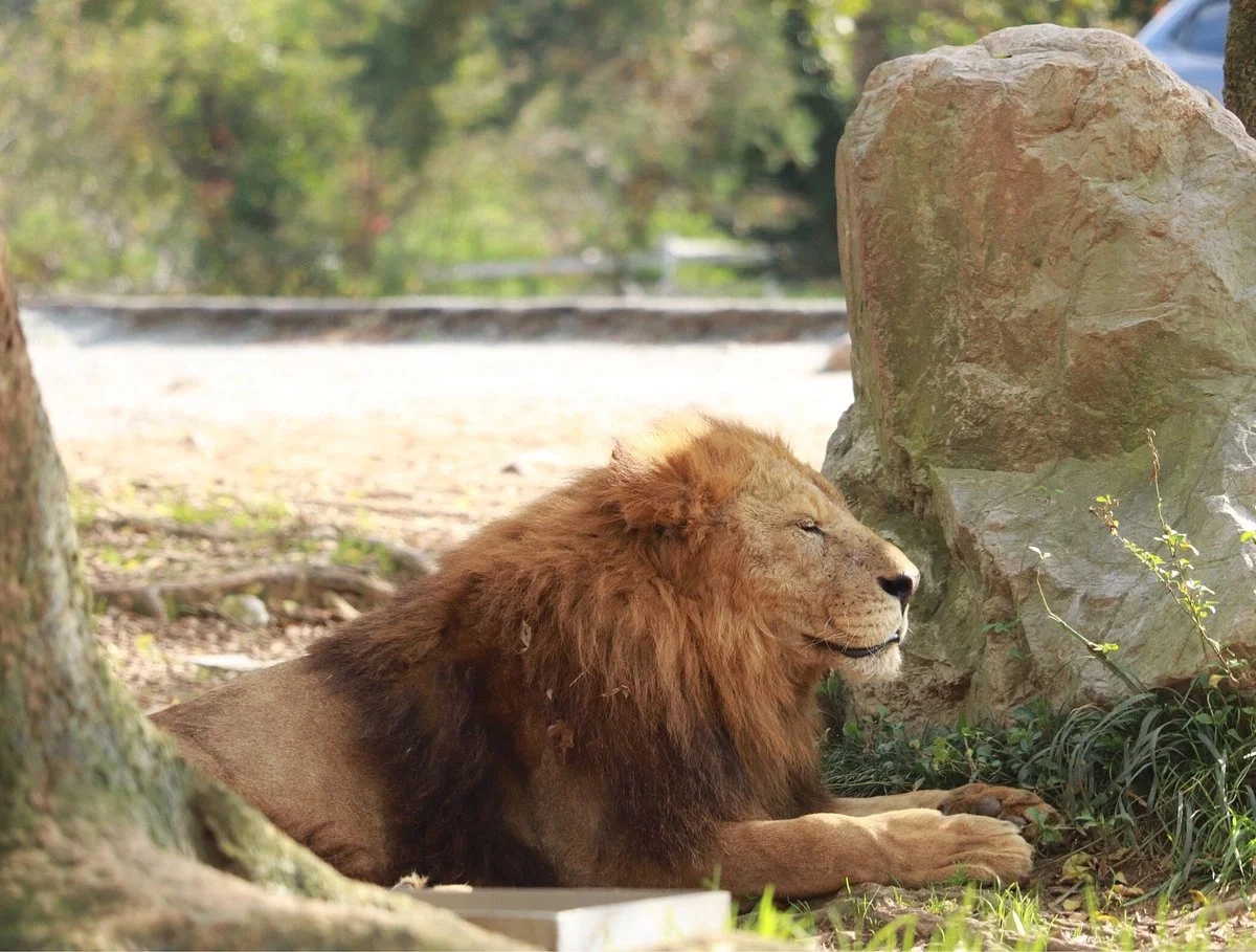 Akiyoshidai Safari Land