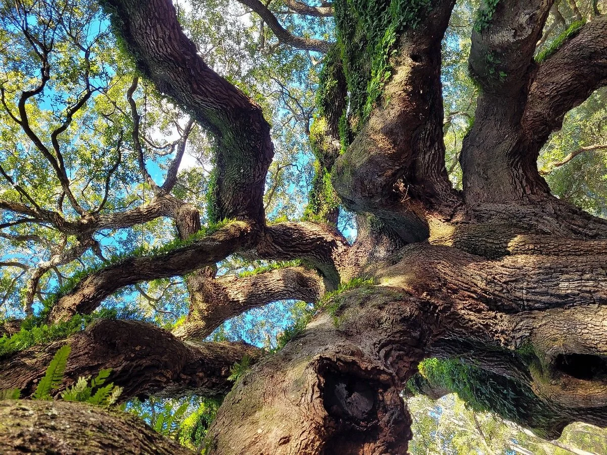 Angel Oak Tree