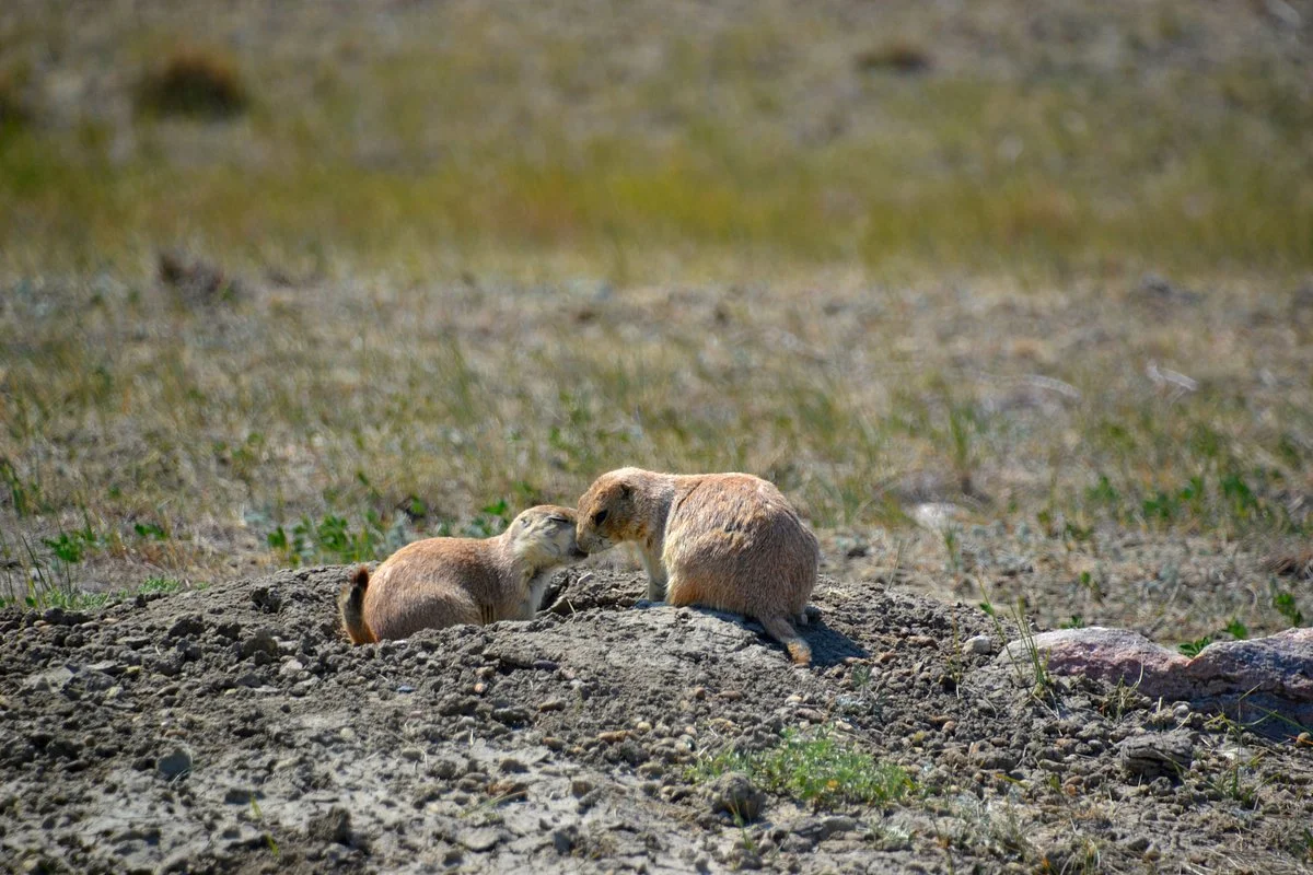 Grasslands National Park