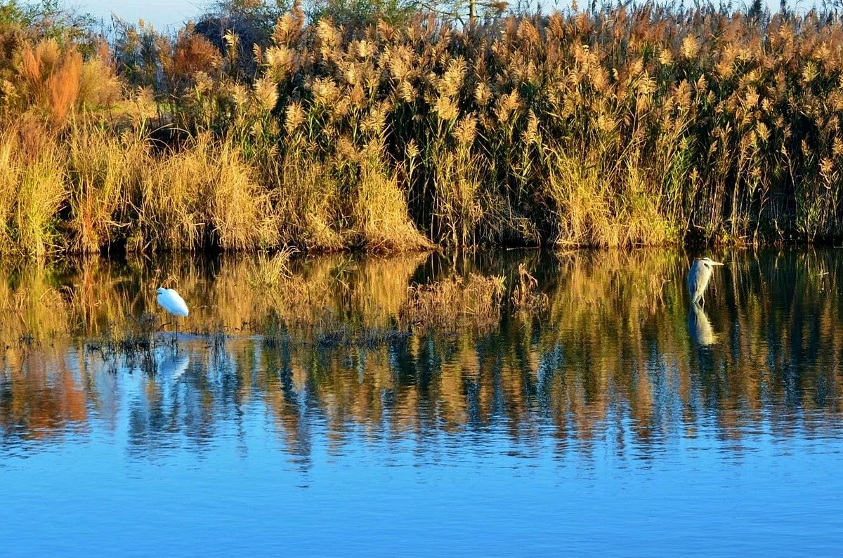 Lake Mattamuskeet