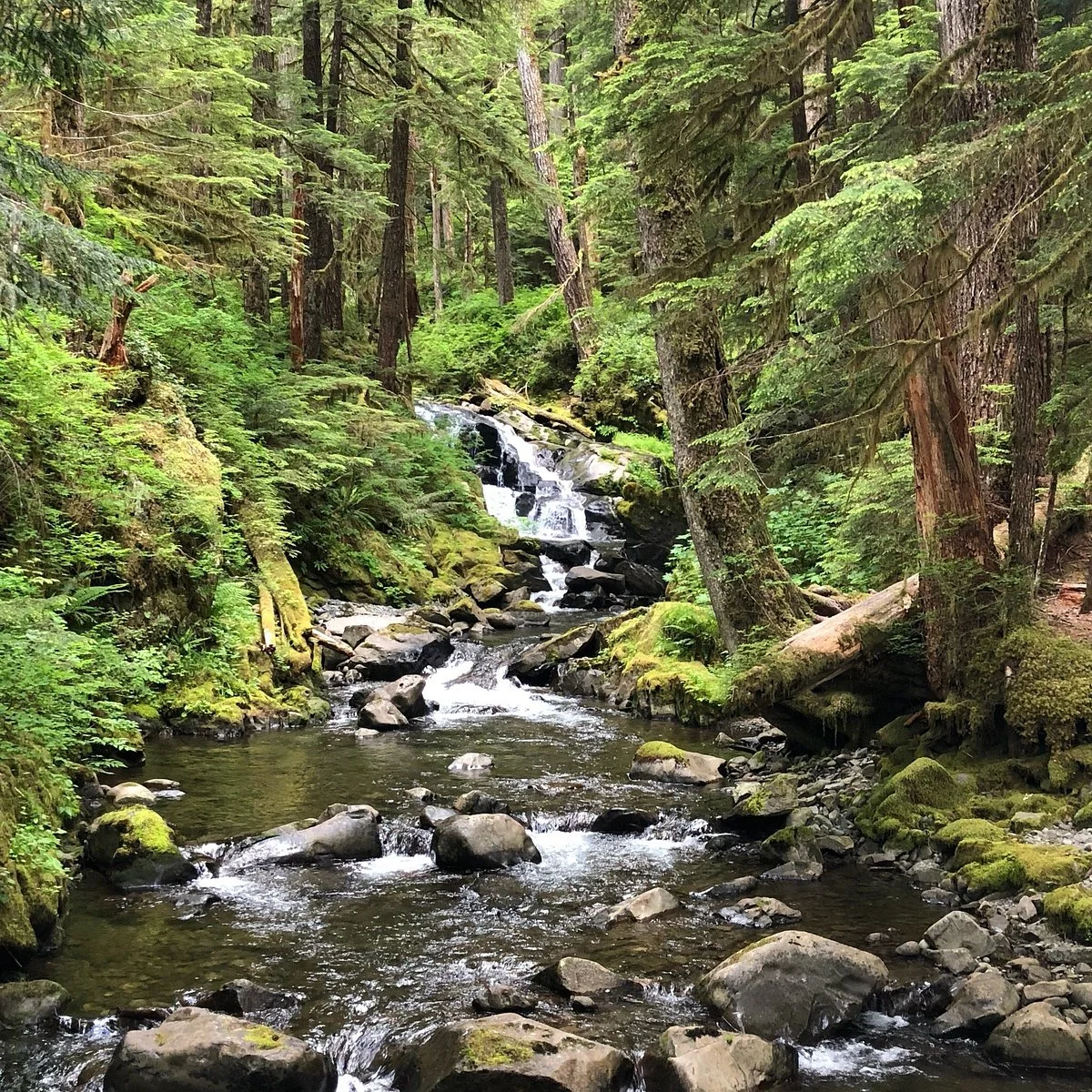 Hoh Rain Forest