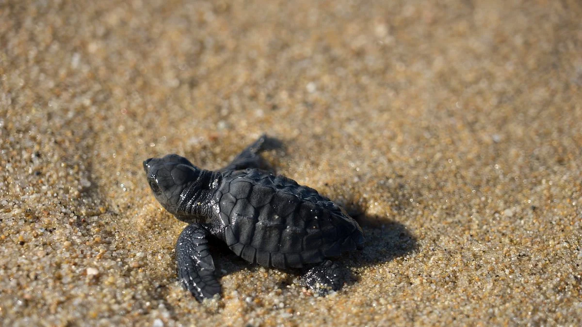 Tortugueros Las Playitas