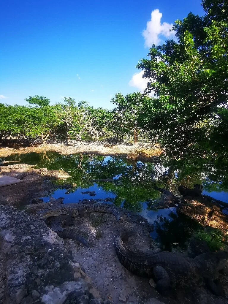 Granja de Cocodrilos Itzamkanac