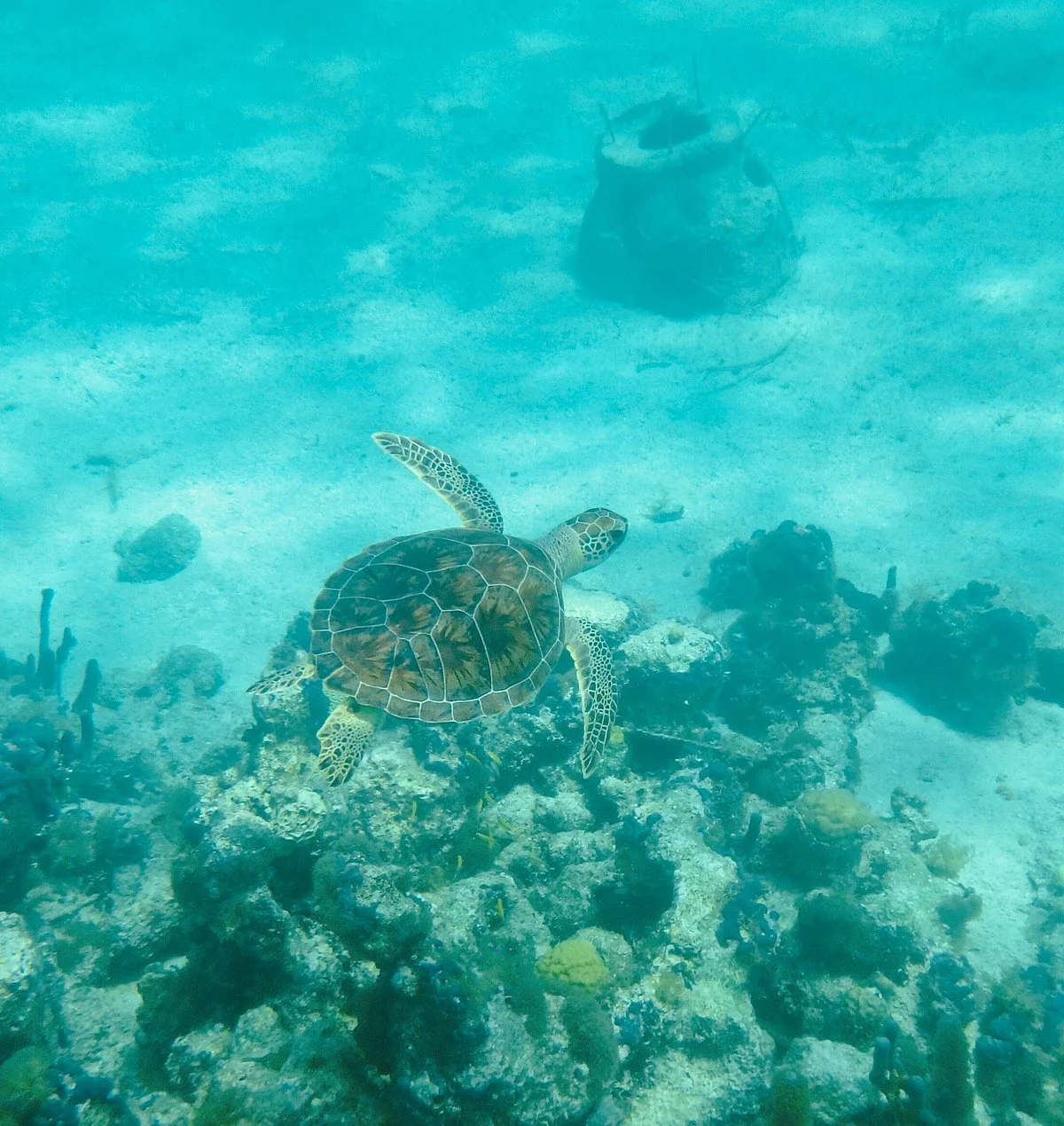 Bight Reef