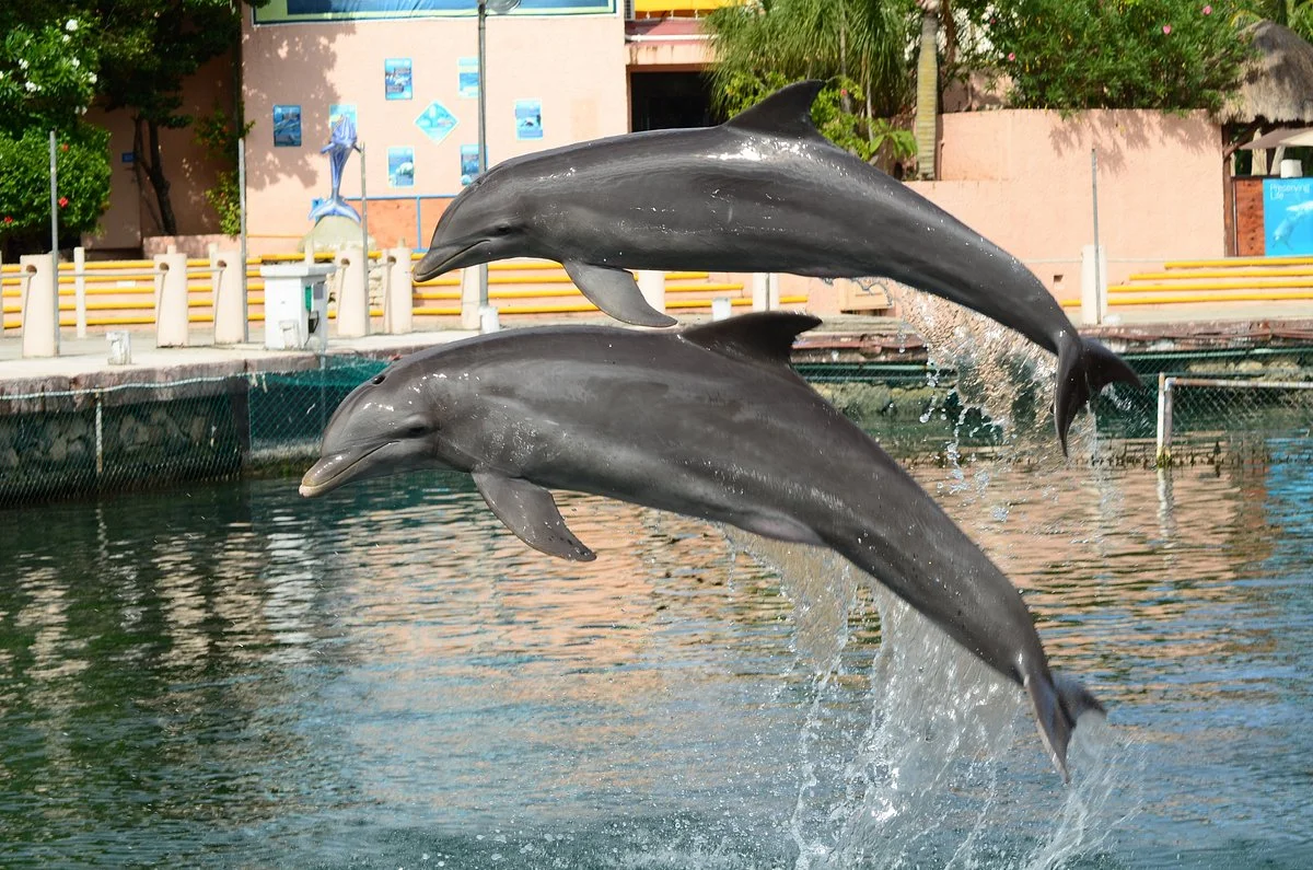 Dolphin Discovery Puerto Aventuras