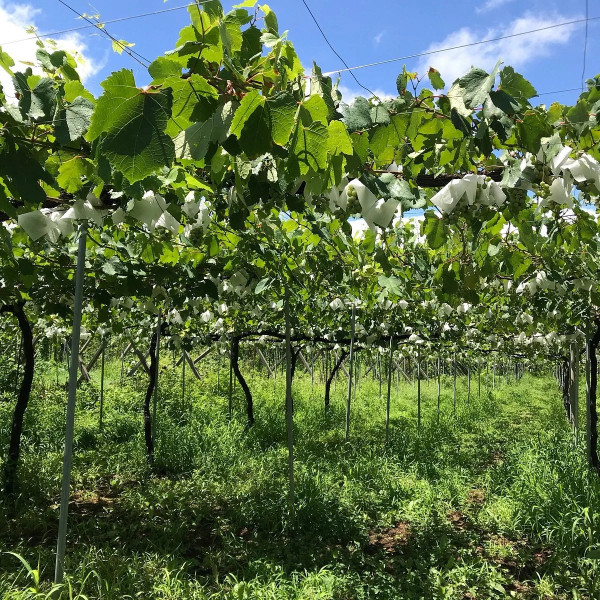 Katsunuma Winery