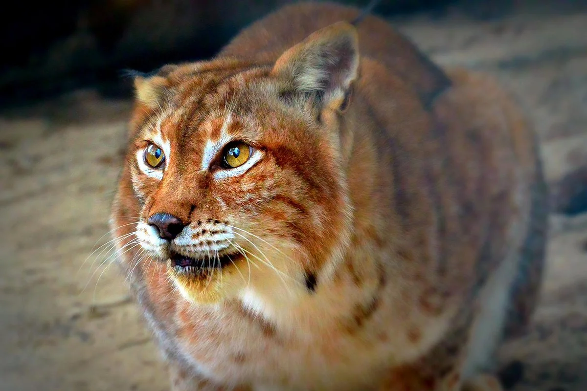 Bear Creek Feline Center