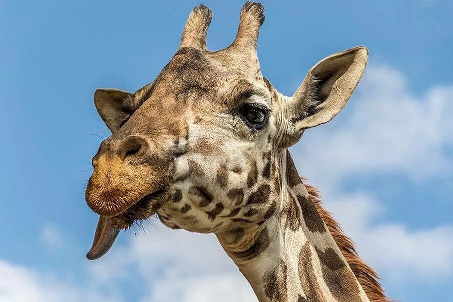 Zoologico de Zacango