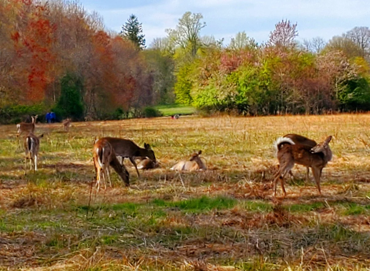 Marshlands Conservancy