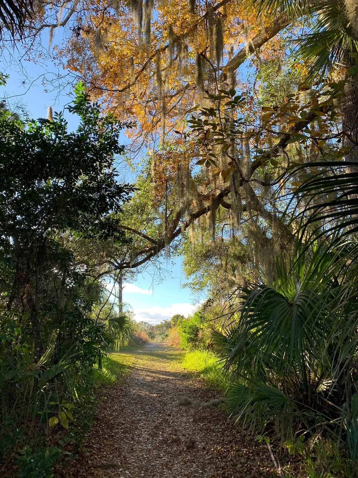 Enchanted Forest Sanctuary