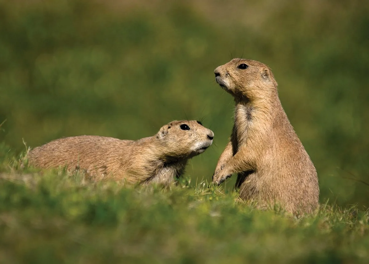 Prairie Dog Town