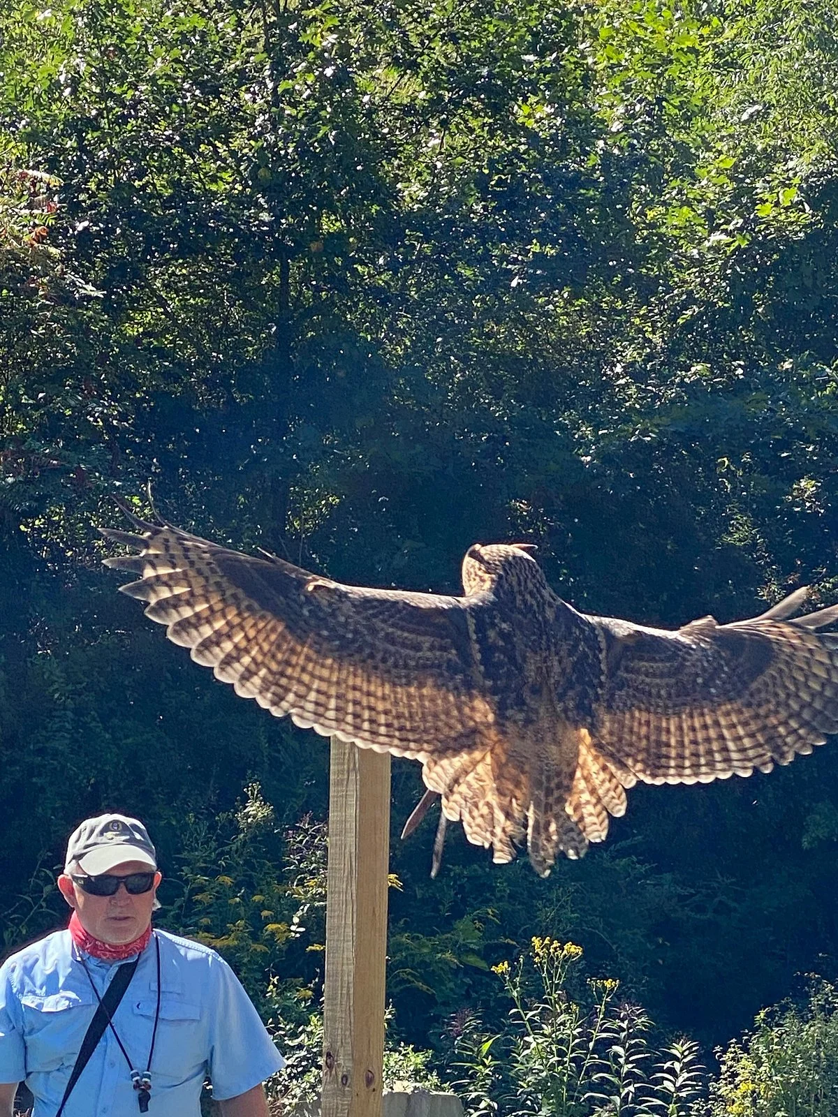 The Greenbrier Falconry