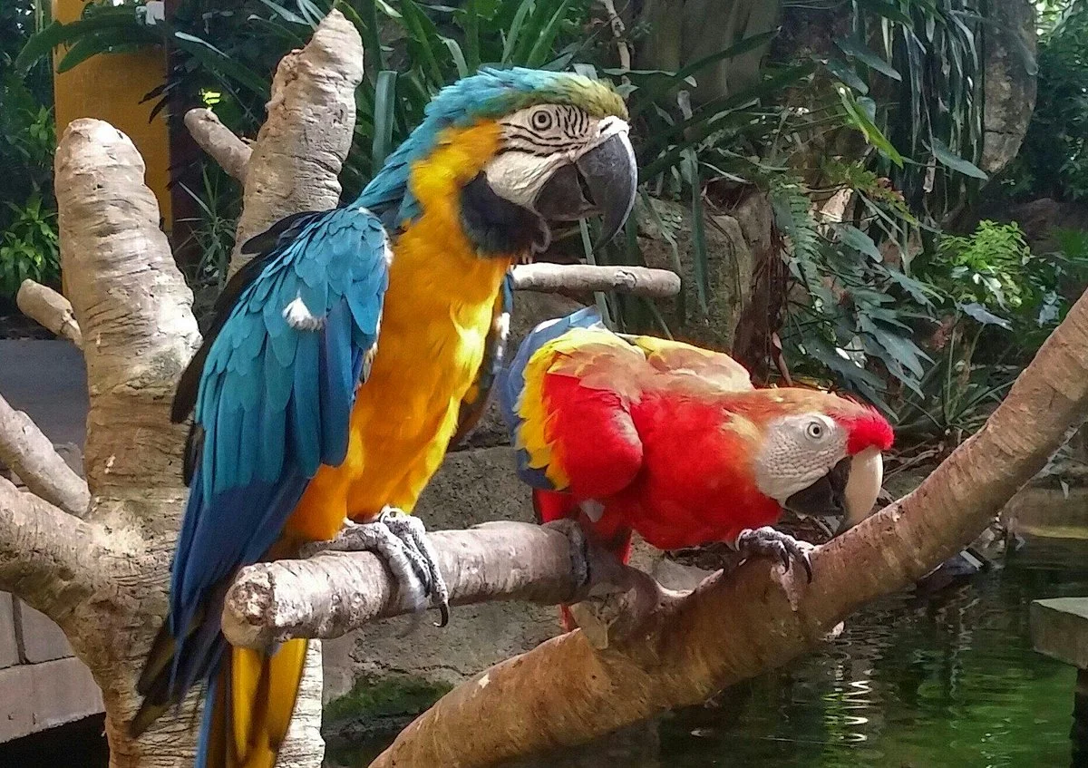 Moody Gardens
