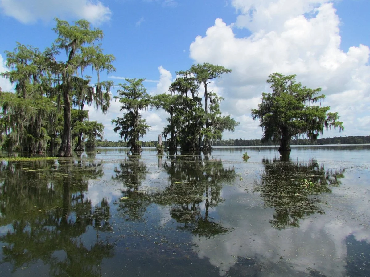 Lake Martin Rookery