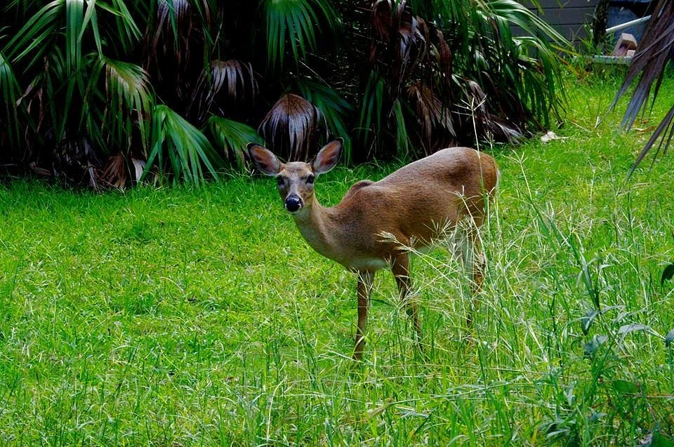 National Key Deer Refuge