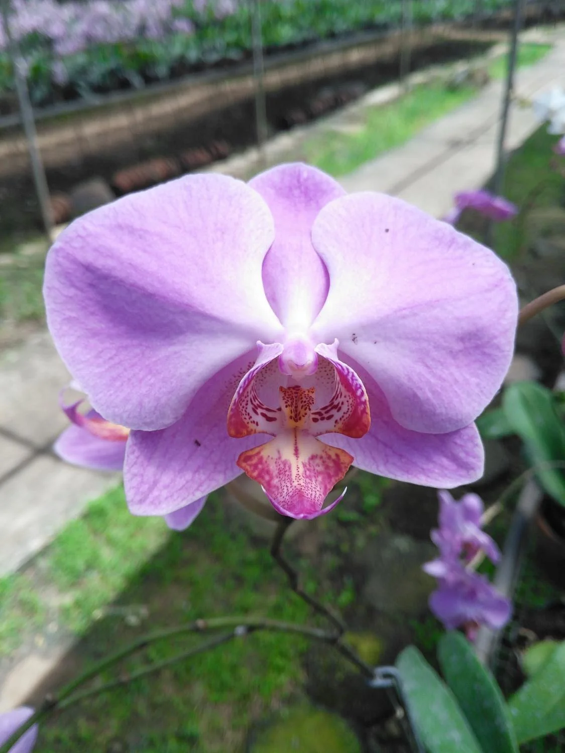 Sul Orchids
