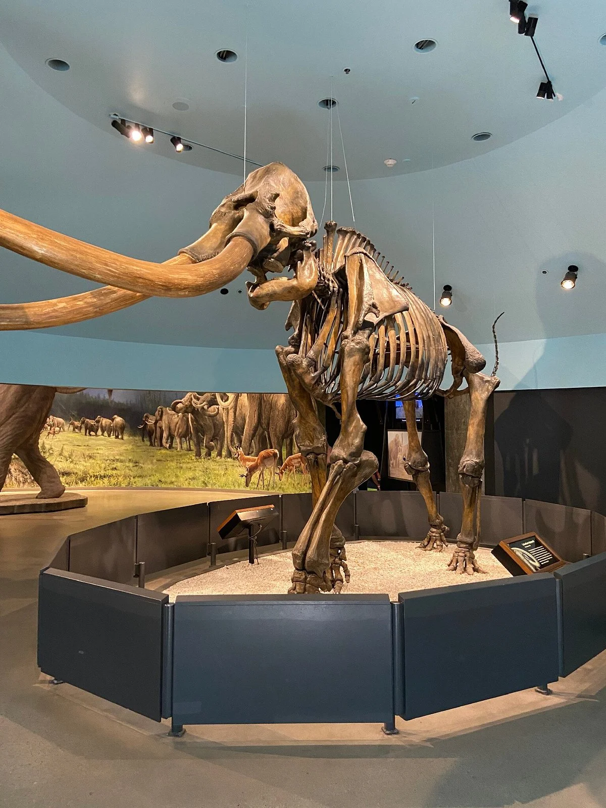 La Brea Tar Pits and Museum