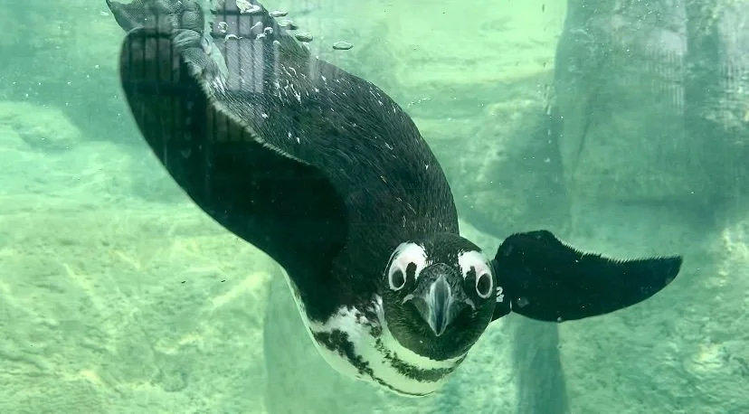 Adventure Aquarium