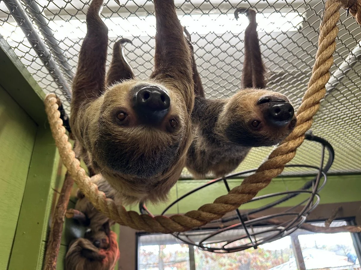 Branson's Promised Land Zoo