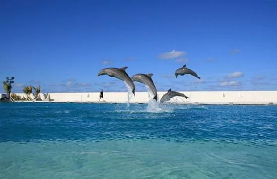 Dolphin Discovery Grand Cayman