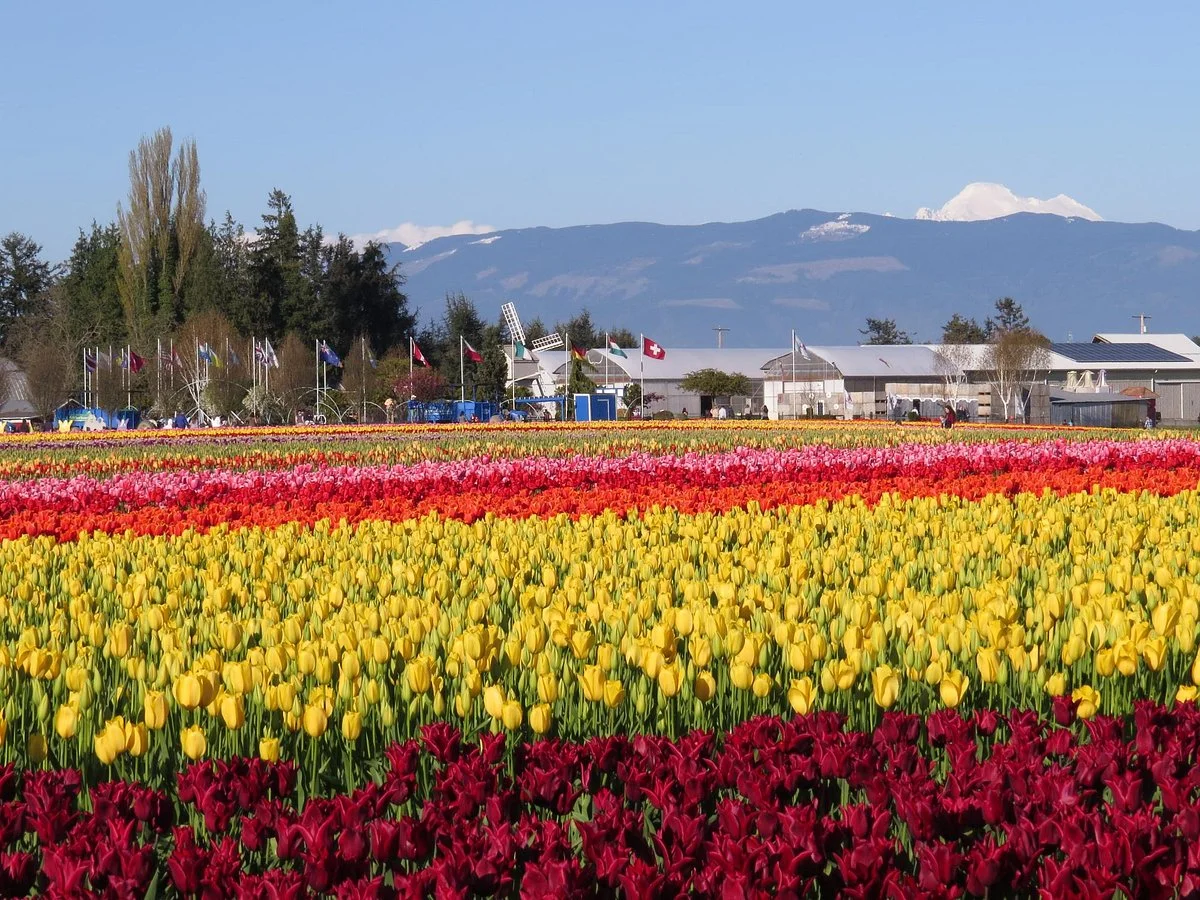 Tulip Town