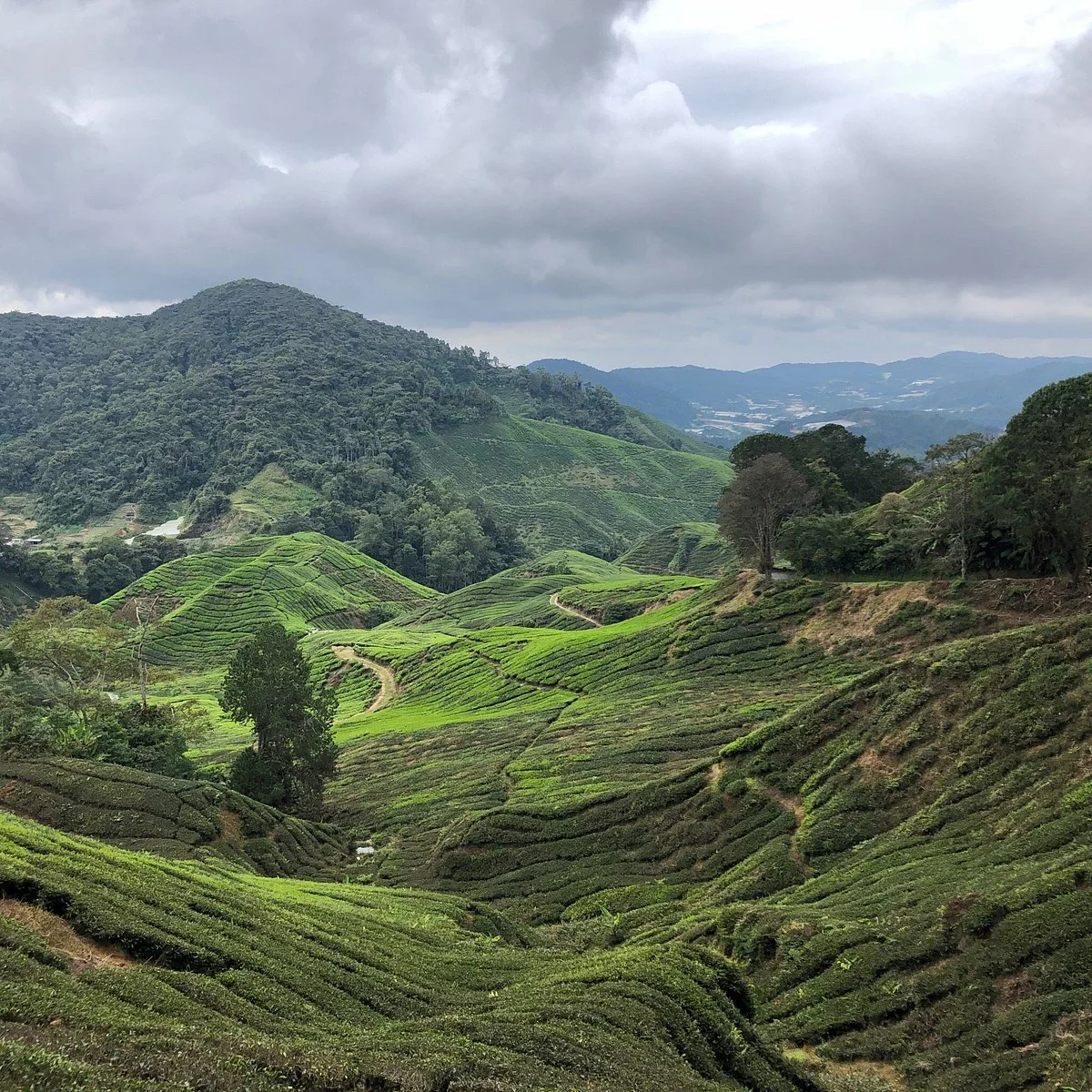 Gunung Irau (Mount Irau)