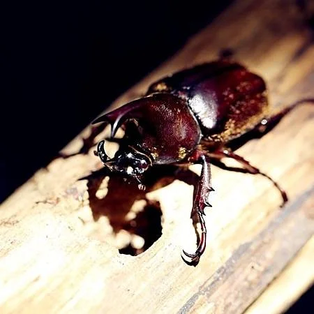 Siam Insect Zoo