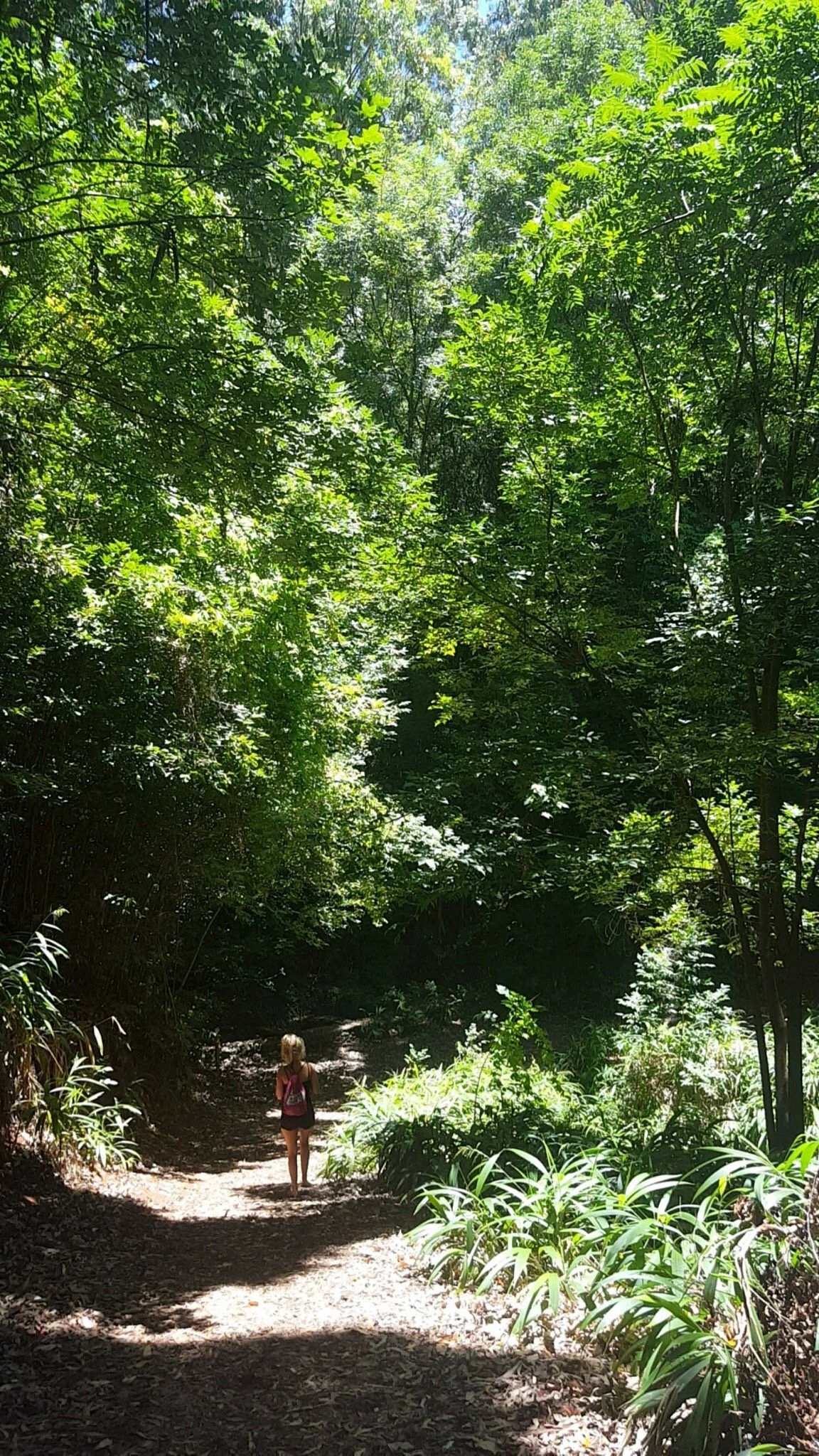 Makawao Forest Reserve