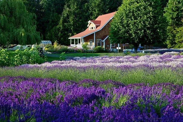 Purple Haze Lavender Farm