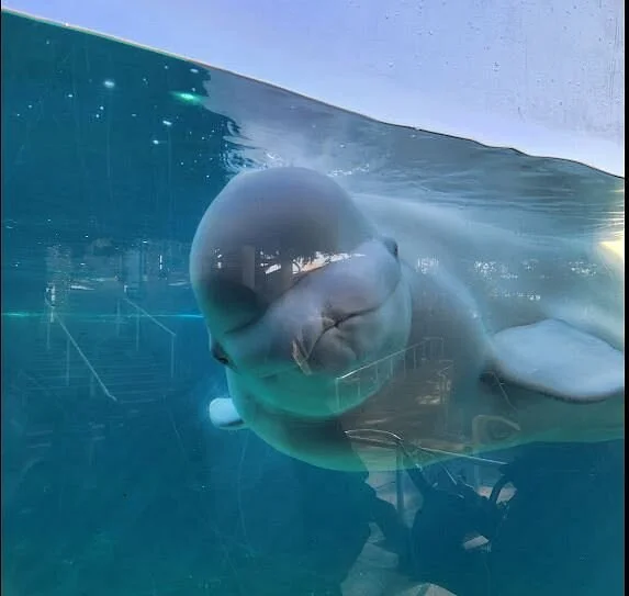 Mystic Aquarium