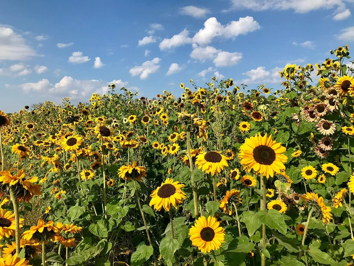 Nature's Bounty