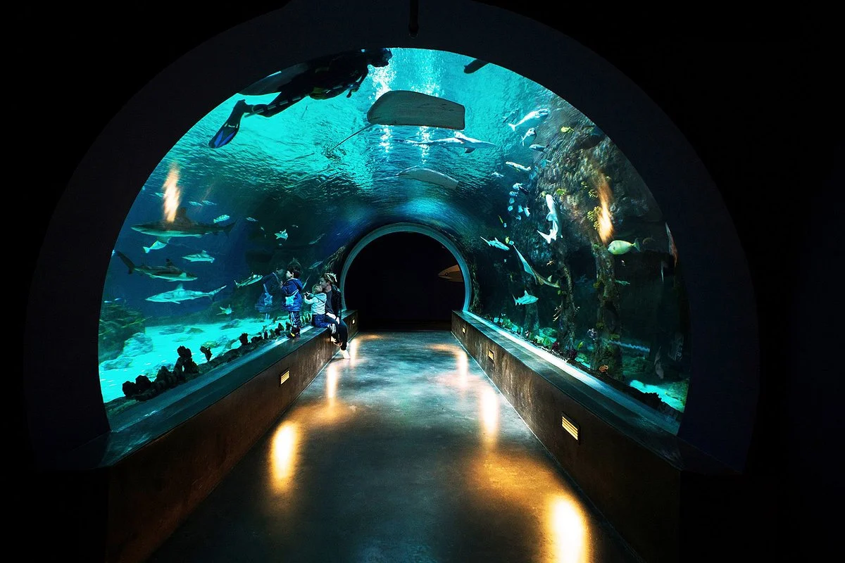 Loveland Living Planet Aquarium