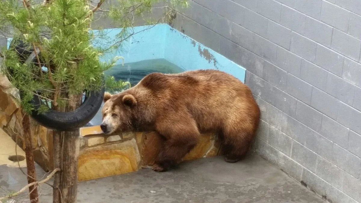 Cherokee Bear Zoo and Exotic Animals